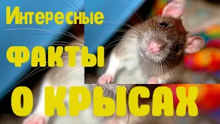 Интересные факты о крысах. То что Вы могли не знать о крысах.