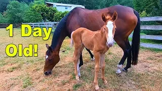 Baby Horse Playing - 1 Day Old Foal Colt Feeding From Mother