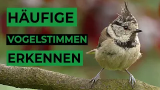 5 häufige Vogelstimmen lernen