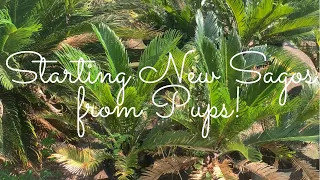 Propagating Sago Palms from Pups!