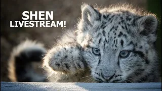 Shen the Snow leopard Cub LIVE 21/01/22