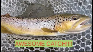 RARE CATCH!! FLY FISHING SMALL CREEKS & STREAMS FOR BIG TROUT