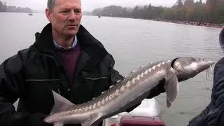 How to Catch Sturgeon - How to Fish the Fraser River for Sturgeon