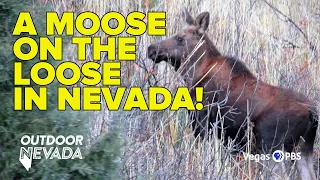 Moose sighting in Jarbidge | Outdoor Nevada