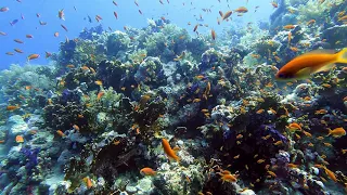 Ras Mohammed Diving. Ras Za'atar & Shark/Yolanda Reef. 07.23. 4K (Re-Watchable =)