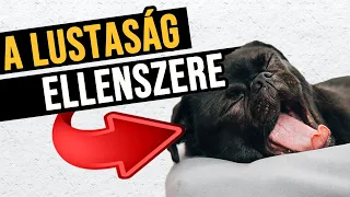 A lustaság titkos ellenszere 🤫