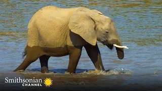 This Elephant Has Lost a Vital Part of Her Body 🐘 Tales from Zambia | Smithsonian Channel