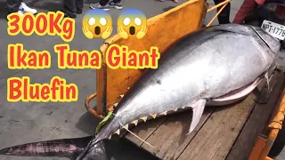 Pemotongan Ikan Tuna Giant Bluefin 300Kg 😱