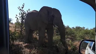 Close Encounter with a gentle giant