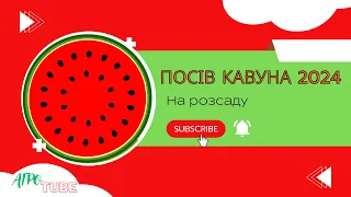 Посів кавуна на розсаду 2024/ Нюанси та минулорічні помилки / буде врожай