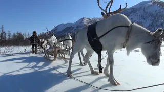 К эвенам-оленеводам Верхоянской тайги.