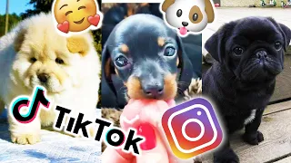 Dog & Puppy Compilation [FUNNY] 😍😂🐶 | TikTok + Instagram | November 2020 #3