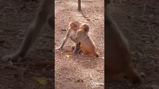 Monkey Funny video compilation #Shorts#104