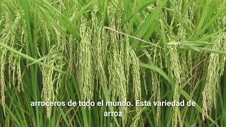 El cultivo de arroz en Entre Ríos, video institucional 2022