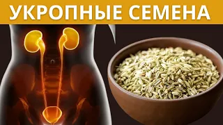 СЕМЕНА УКРОПА вылечат от всего! Чудо-средство против любых болезней