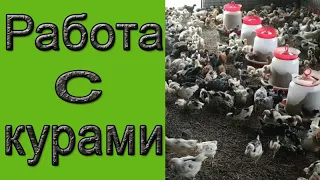 Работа с курами | Напольное содержание кур