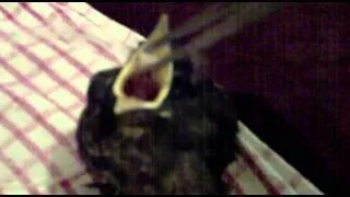 Hand Rearing Baby Blackbird 1 - Probably the cutest thing you will ever see!