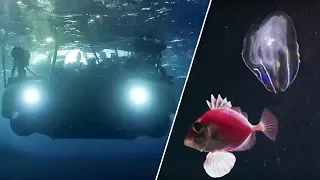 The Amazing Underwater Cinematography of Blue Planet II | Our Blue Planet | Earth Unplugged