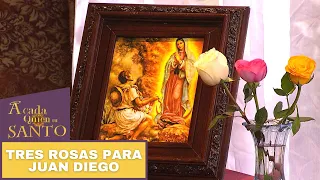Tres rosas para Juan Diego | A Cada Quien Su Santo