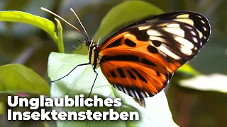 Unglaubliches Insektensterben in Deutschland – Niemand weiß warum! - Clixoom nature