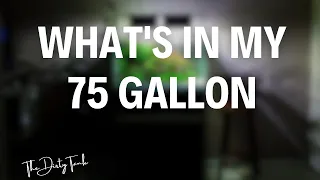 75 Gallon Community Tank | Stocking Ideas