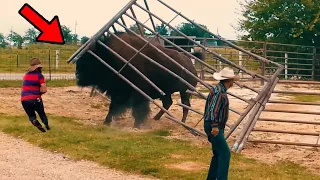 BISÃO GIGANTESCO QUEBRA CERCADO E O PIOR ACONTECE EM FAZENDA