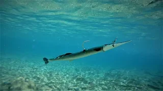 Savage Gear 3D Needlefish Underwaster  Action!