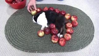 Waking a sleeping rabbit by surrounding him with apples