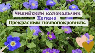 Чилийский колокольчик НОЛАНА. Прекрасный почвопокровник.💐🌼