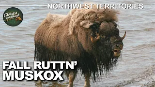 Once in a Lifetime Muskox Hunt on Banks Island | Canada in the Rough