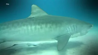 12-foot great white shark tracked off North Carolina coast