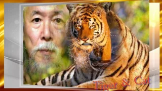 Tiger & Wild cat  2017 2 3