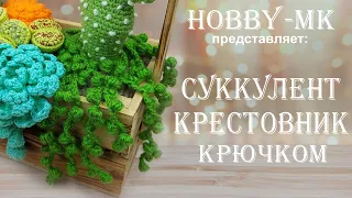 Суккулент Крестовник крючком (авторский МК Светланы Кононенко)