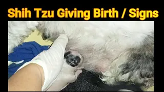 Shih Tzu Giving birth / Signs