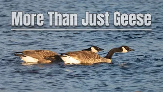 A Morning Photographing Geese and Other Local Birds | Chignecto Wildlife Area