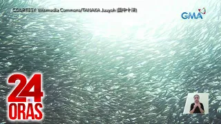 24 Oras Part 3: Isang klase ng sardinas na nagtalunan sa dagat sa Cebu; pagsindi ng..., atbp.