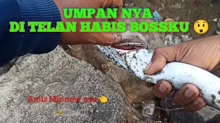 SADIS❗❗❗UMPAN MANCING BARRACUDA | MANCING CASTING ULTRALIGHT | CASTING DI MUARA | ULTRALIGHT FISHING