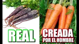 7 FRUTAS y VERDURAS que FUERON CAMBIADAS por LA MANO del HOMBRE