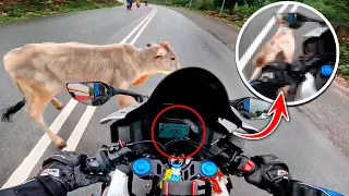 WHAT HAPPENS WHEN BIKERS AND ANIMALS MEET | ANIMALS vs BIKERS