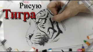 рисуем Тигра / Tiger drawing