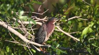 Green Heron Calling