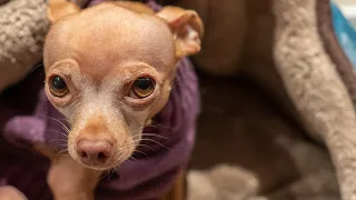 Dad Tries to Comfort Scared Chihuahua During a PTSD Episode.