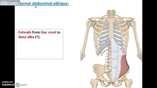 Overview of Abdomen (2) - Muscles of Anterior Abdominal Wall - Dr. Ahmed Farid