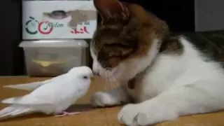 Bird wakes his best friend...a cat!