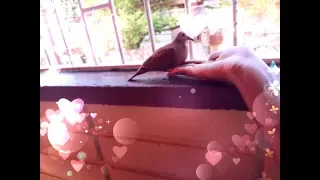 HAND FEEDING RUDDY GROUND DOVE🕊