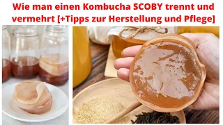 Kombucha SCOBY trennen und vermehren +Tipps zur Herstellung und Pflege [Kombucha selber machen]