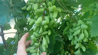 Нормування винограду гронами для хорошого урожаю