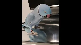 Indian ringneck parrot talking❤ I love you 💞 Give me a Kisses 🐦 He just loves himself😳🙈