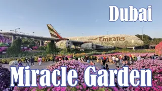 MIRACLE GARDEN in DUBAI -The Largest Flower Garden In The World