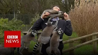BBC reporter mobbed by lemurs - BBC News